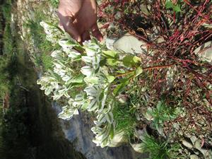 Euphorbia marginata