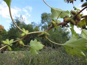 Xanthium strumarium 