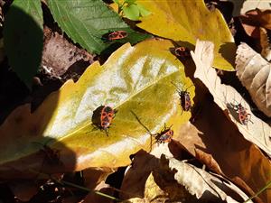 Pyrrhocoris apterus 
