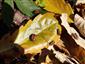 Pyrrhocoris apterus (Linnaeus, 1758)