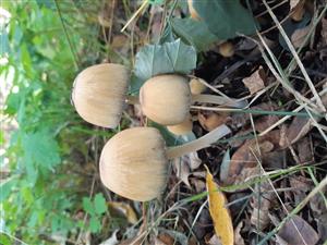 Coprinus sp.