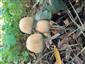 Coprinus sp.