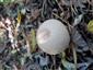 Lycoperdon sp.