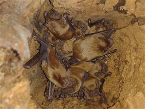 Nyctalus noctula