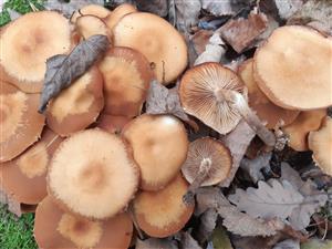 Kuehneromyces mutabilis