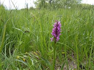 Dactylorhiza majalis