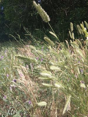 Agropyron pectinatum