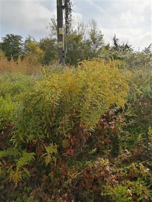Solidago:vieksa_nad_zitavou_pri ceste