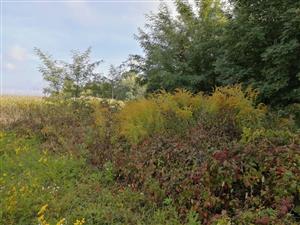 Solidago:vieksa_nad_zitavou_pri_poli3
