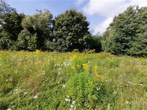 Solidago:vieksa_nad_zitavou_luka2