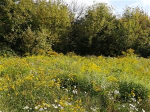 Solidago:vieksa_nad_zitavou_luka3