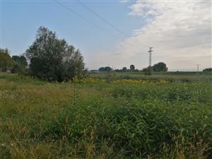 Helianthus_topolcany_pri_rieke_Nitra1