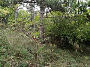 Ailanthus_Podhorany_Mechenice3