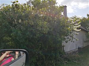 Fallopia_Timoradza2