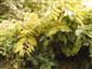 Fallopia sachalinensis v Mokrom háji.