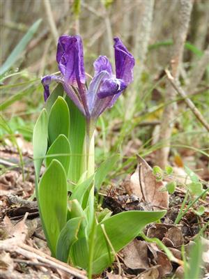 Iris pumila
