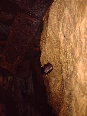 Podkovár malý v jaskyni Husí stok