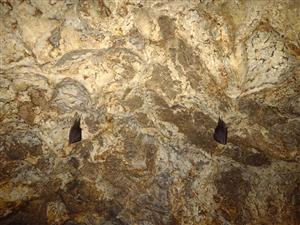 Podkovár malý dvojica