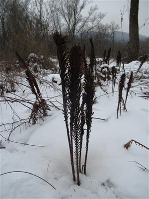 Matteuccia struthiopteris 