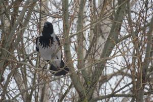corvus corone cornix
