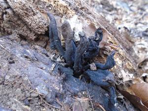 Xylaria sp.
