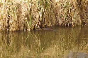 nutria
