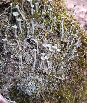 Cladonia sp.