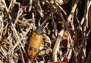Apalus bimaculatus