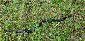 Vipera berus