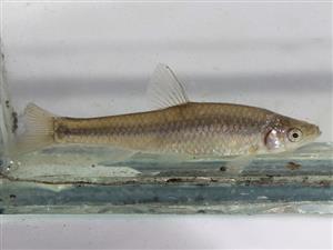 Pseudorasbora parva