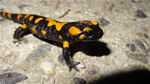 Salamandra škvnitá