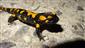 salamandra škvrnitá