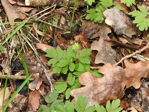 Adoxa moschatellina na okraji borovicového lesa pri rieke Rudava.