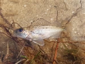 Gymnocephalus cernuus