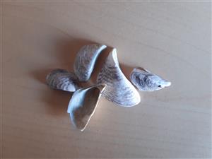 Dreissena polymorpha 
