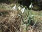 Galanthus nivalis