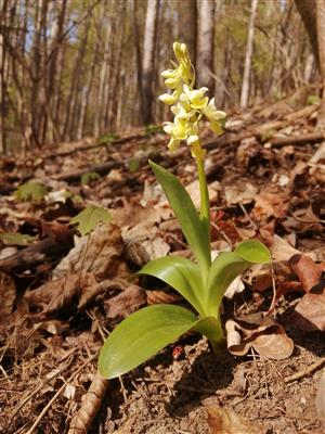 Orchis pallens