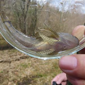 Cottus poecilopus