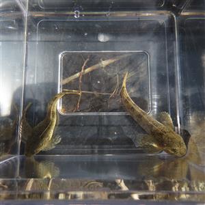Cottus poecilopus