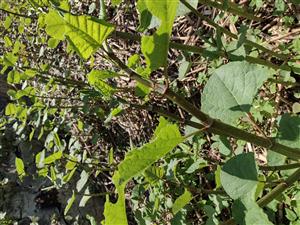 fallopia 2