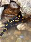 salamandra škvrnitá