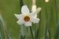 Narcissus sp.