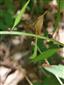 Cardamine bulbifera (syn.)