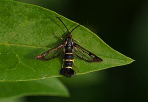 Synanthedon tipuliformis