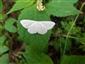 Scopula floslactata (Haworth, 1809)
