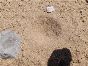 Myrmeleon formicarius