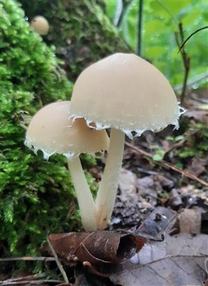 drobuľka Candolleova Psathyrella candolleana