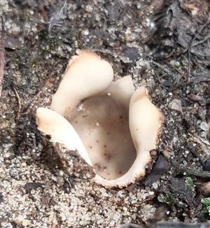 Geopora sp. 