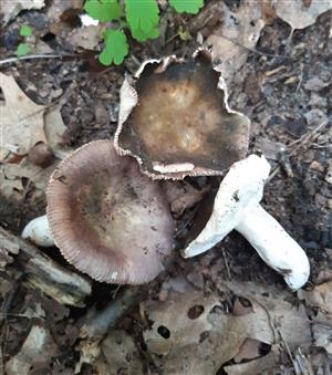 Russula sp.