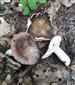 Russula sp.